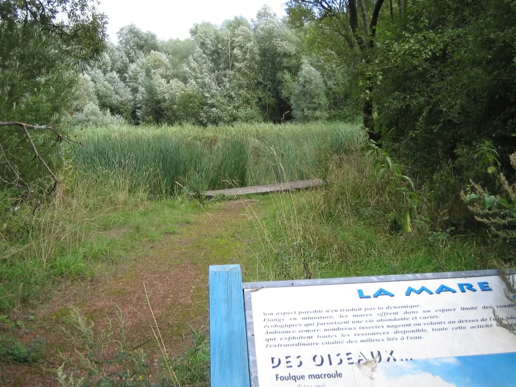 Etang dans zone protegee du golf