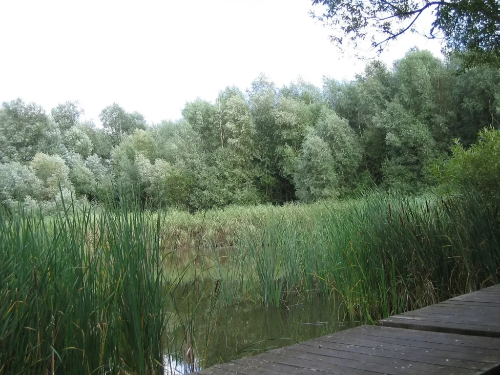 Etang dans zone protegee du golf2